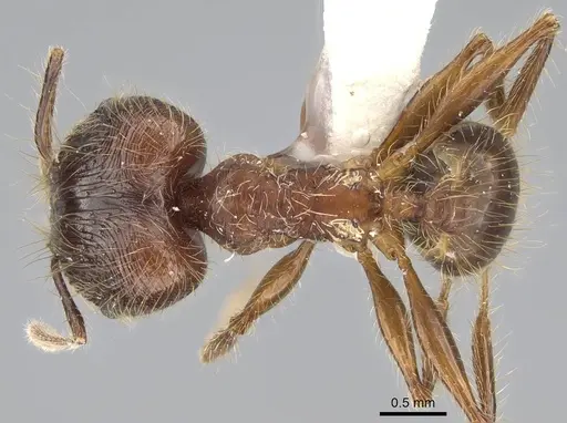 Pheidole plagiaria specimen CASENT0919934 image casent0919934_1