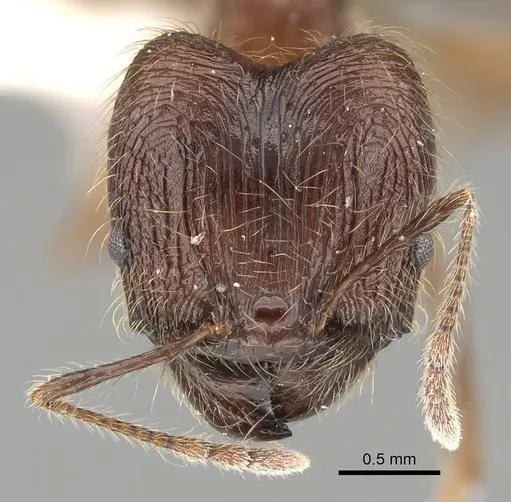 Pheidole plagiaria specimen CASENT0919934 image casent0919934_2