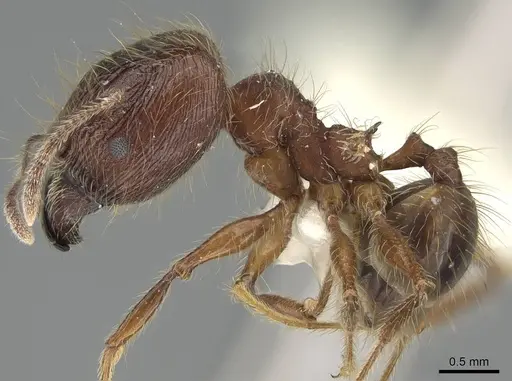 Pheidole plagiaria specimen CASENT0919934 image casent0919934_3