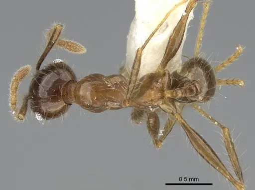 Pheidole plagiaria specimen CASENT0919935 image casent0919935_1