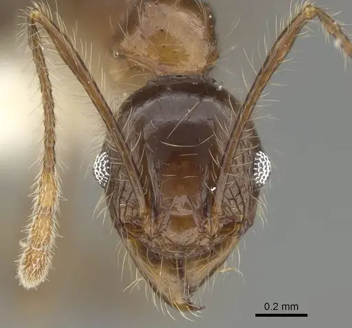 Pheidole plagiaria specimen CASENT0919935 image casent0919935_2