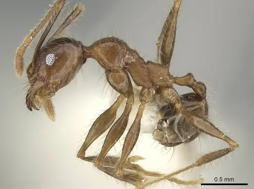 Pheidole plagiaria specimen CASENT0919935 image casent0919935_3