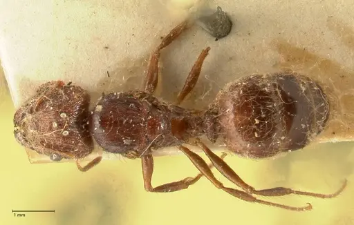 Pheidole plagiaria specimen FOCOL1393 image focol1393_1