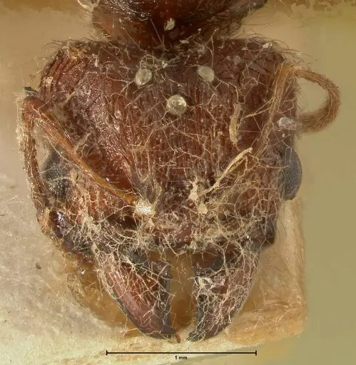 Pheidole plagiaria specimen FOCOL1393 image focol1393_2