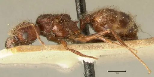 Pheidole plagiaria specimen FOCOL1393 image focol1393_3