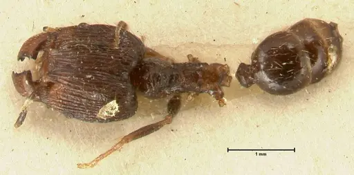 Pheidole plagiaria specimen FOCOL1394 image focol1394_1