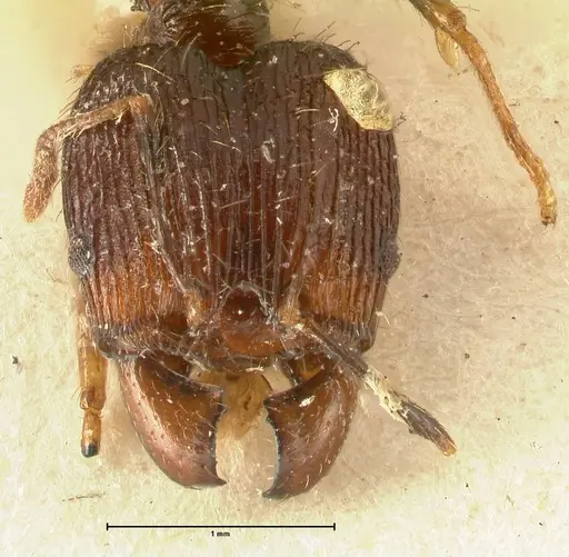 Pheidole plagiaria specimen FOCOL1394 image focol1394_2