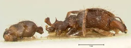 Pheidole plagiaria specimen FOCOL1394 image focol1394_4