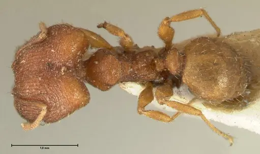 Pheidole plagiaria specimen FOCOL1398 image focol1398_1