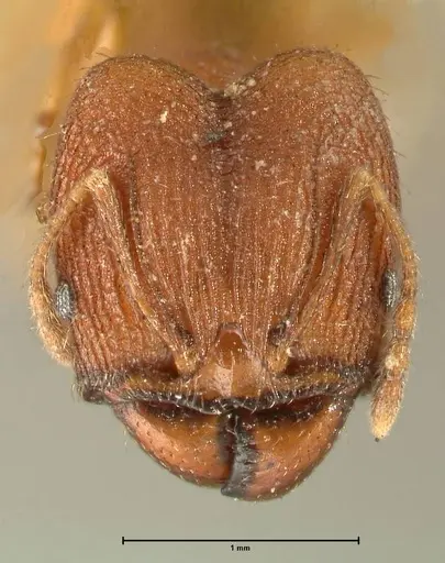 Pheidole plagiaria specimen FOCOL1398 image focol1398_2