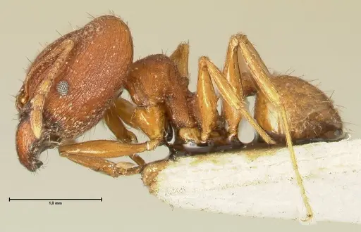 Pheidole plagiaria specimen FOCOL1398 image focol1398_3