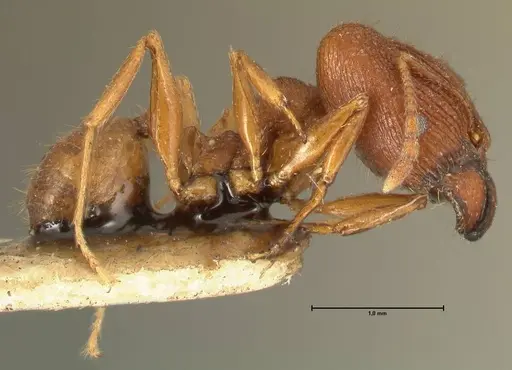 Pheidole plagiaria specimen FOCOL1398 image focol1398_4