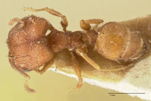 Pheidole plagiaria specimen FOCOL1399 image focol1399_1