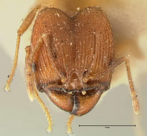 Pheidole plagiaria specimen FOCOL1399 image focol1399_2