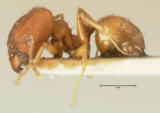 Pheidole plagiaria specimen FOCOL1399 image focol1399_3