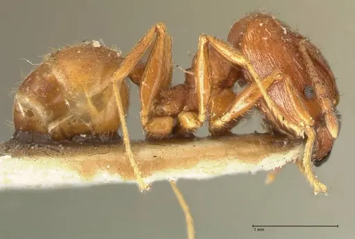 Pheidole plagiaria specimen FOCOL1399 image focol1399_4