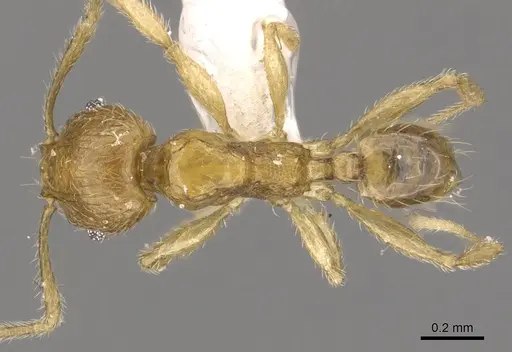 Pheidole planidorsum specimen CASENT0901638 image casent0901638_1