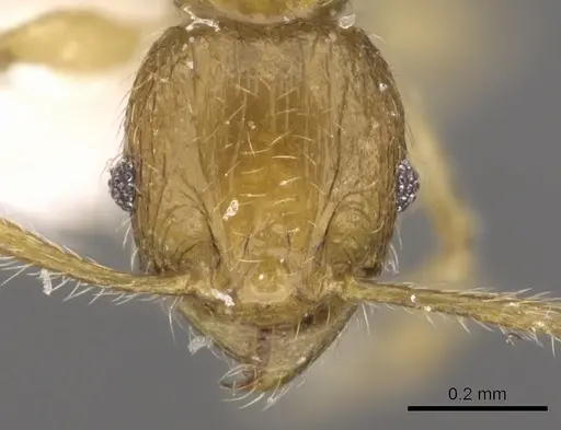 Pheidole planidorsum specimen CASENT0901638 image casent0901638_2