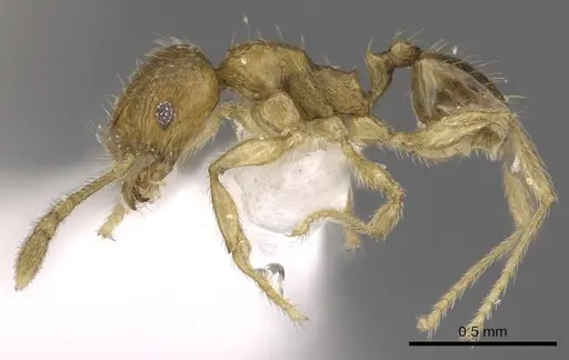 Pheidole planidorsum specimen CASENT0901638 image casent0901638_3