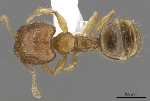 Pheidole planidorsum specimen CASENT0901639 image casent0901639_1