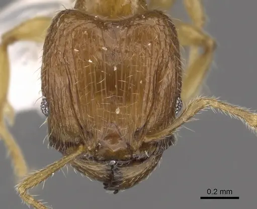Pheidole planidorsum specimen CASENT0901639 image casent0901639_2