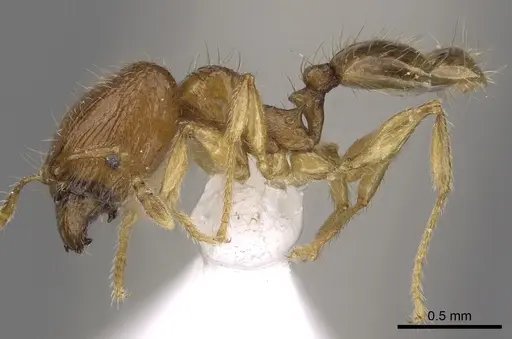 Pheidole planidorsum specimen CASENT0901639 image casent0901639_3