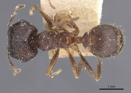 Pheidole planifrons specimen CASENT0913394 image casent0913394_1