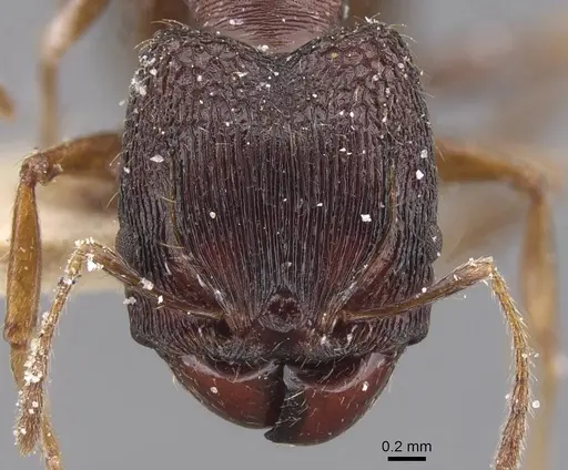 Pheidole planifrons specimen CASENT0913394 image casent0913394_2