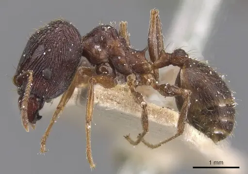 Pheidole planifrons specimen CASENT0913394 image casent0913394_3
