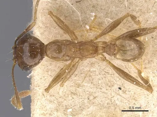 Pheidole planifrons specimen CASENT0913395 image casent0913395_1