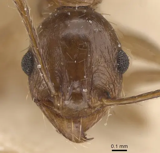 Pheidole planifrons specimen CASENT0913395 image casent0913395_2