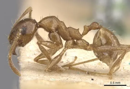 Pheidole planifrons specimen CASENT0913395 image casent0913395_3
