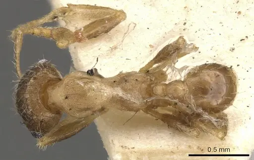 Pheidole platypus specimen CASENT0901539 image casent0901539_1