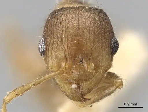Pheidole platypus specimen CASENT0901539 image casent0901539_2
