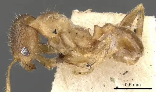 Pheidole platypus specimen CASENT0901539 image casent0901539_3