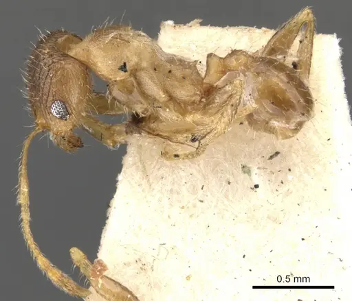 Pheidole platypus specimen CASENT0901539 image casent0901539_4