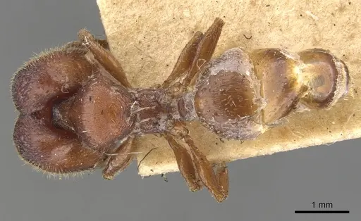 Pheidole platypus specimen CASENT0901540 image casent0901540_1