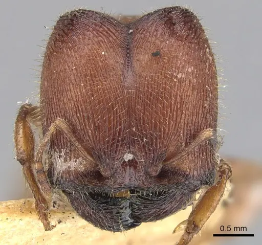 Pheidole platypus specimen CASENT0901540 image casent0901540_2