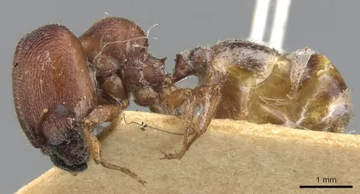 Pheidole platypus specimen CASENT0901540 image casent0901540_3