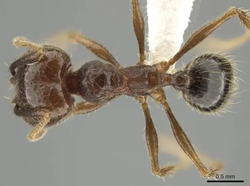 Pheidole platyscapa specimen CASENT0619339 image casent0619339_1