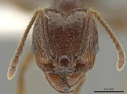 Pheidole platyscapa specimen CASENT0619339 image casent0619339_2
