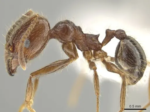 Pheidole platyscapa specimen CASENT0619339 image casent0619339_3