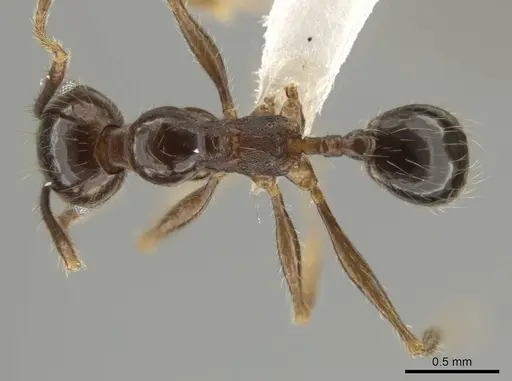 Pheidole platyscapa specimen CASENT0619607 image casent0619607_1
