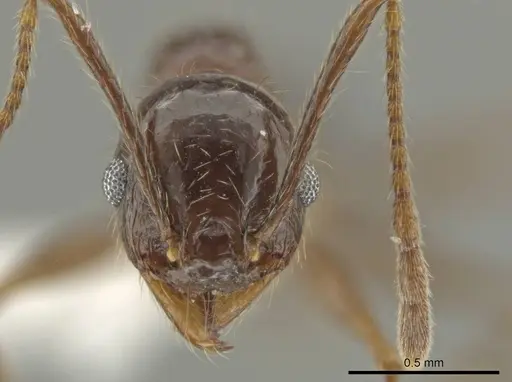 Pheidole platyscapa specimen CASENT0619607 image casent0619607_2