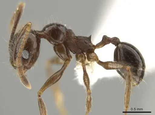 Pheidole platyscapa specimen CASENT0619607 image casent0619607_3