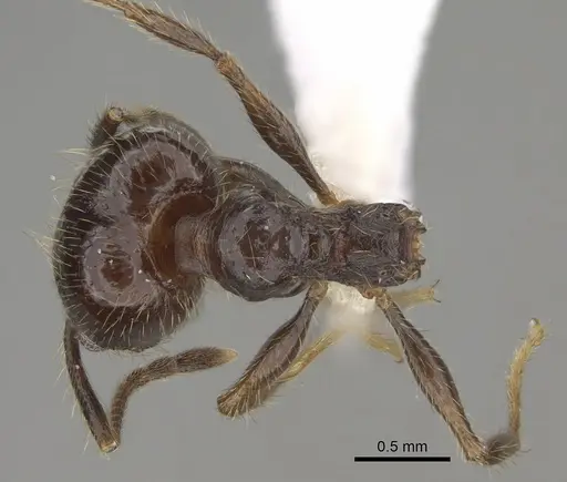 Pheidole platyscapa specimen CASENT0635847 image casent0635847_1