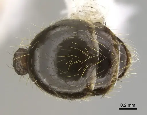 Pheidole platyscapa specimen CASENT0635847 image casent0635847_2