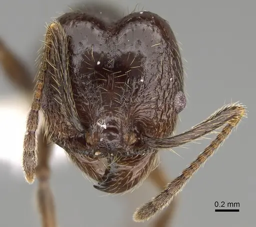 Pheidole platyscapa specimen CASENT0635847 image casent0635847_3