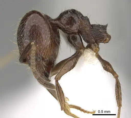 Pheidole platyscapa specimen CASENT0635847 image casent0635847_4