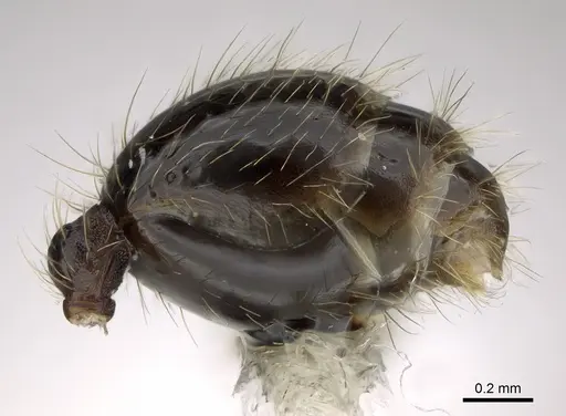 Pheidole platyscapa specimen CASENT0635847 image casent0635847_5